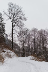 Fototapeta na wymiar Winter in polish mountains, tree covered by fresh snow