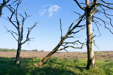 Fototapeta na wymiar Dead trees in National Park Deelerwoud in the Netherlands 5