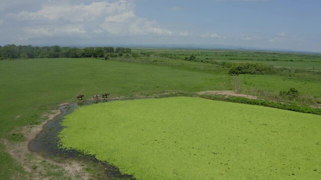 aerial image with horseback drone in the Pantanal in Mato Grosso do Sul Brazil