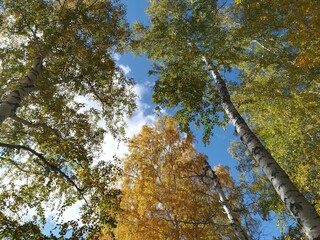 Fototapeta premium autumn in the forest