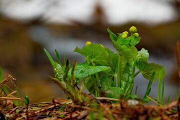 Russia. Kuznetsk Alatau. The first spring shoots of taiga flowers on the bank of a tributary of the Tom River.