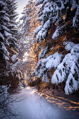 winter in the forest