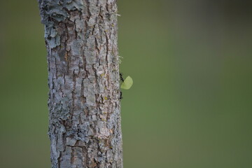 Ant trail