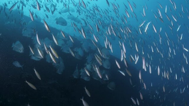 Underwater footage moving towards large schools of fish slowly parting way to reveal the rusty side of the Ex-HMAS Tobruk scuttled to provide a wreck dive for scuba divers