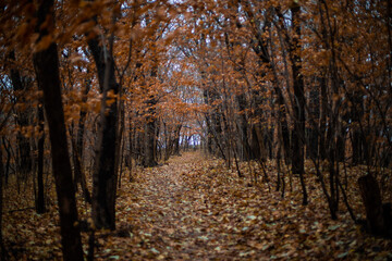 Nebrakan Autumn in forest