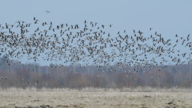 Geese flock during spring migration in early morning dusk feeding and flying on the field