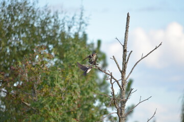 Swallow in a tree