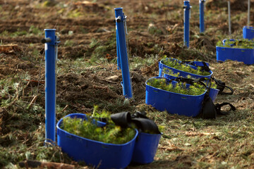 Planting spruce seedlings in good weather in the forest