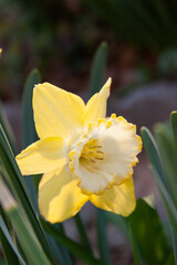 Fototapeta premium yellow daffodil flower