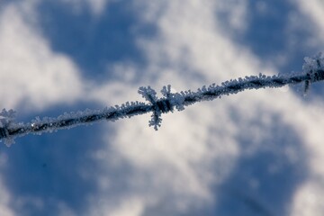 Ice crystals on barbed wire