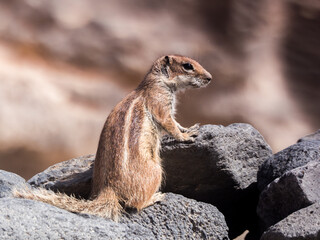 wiewiórka, Fuerteventura 