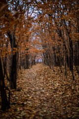 Obraz premium path in Nebraska autumn forest