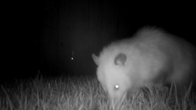 The opossum is a vital member of nature&rsquo;s cleaned up crew , they aren&rsquo;t nuisance ... these misunderstood marsupials clean up your yards and even help fight Lyme disease ...