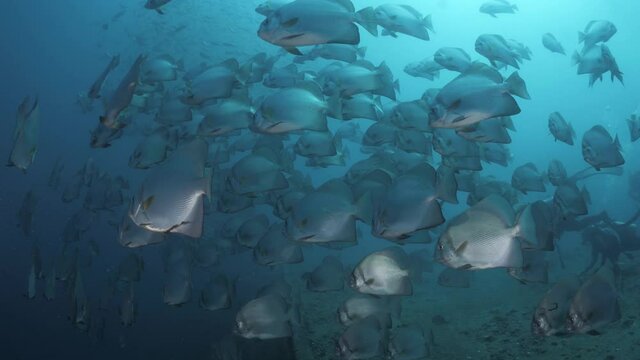A large school of fish species cover the wreck of the ex-navy ship HMAS Tobruk as scuba divers swim and explore the underwater sunken boat