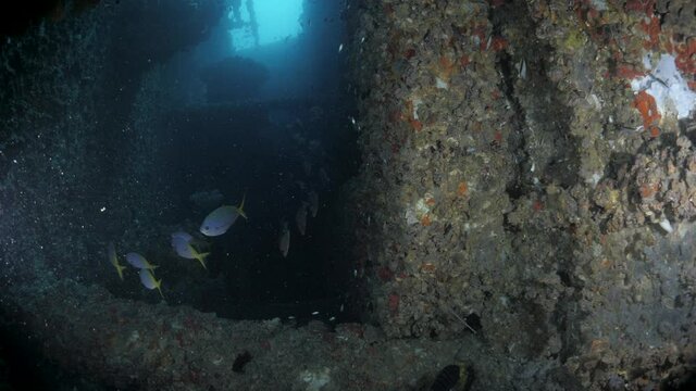Unique view from a scuba divers underwater lights revealing the dark rooms of the recently scuttled Navy ship the Ex-HMAS Tobruk artificial reef