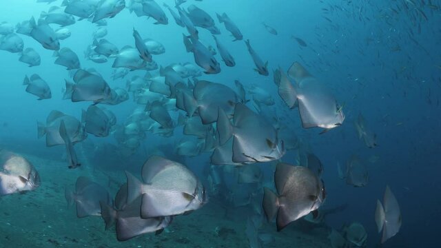 Underwater photographer captures footage of a large school of fish species cover the wreck of the ex-navy ship HMAS Tobruk as scuba diver explore the underwater sunken boat
