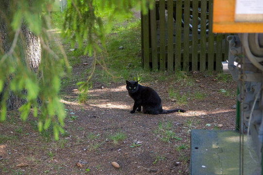 Czarny kot siedzący na podwórku