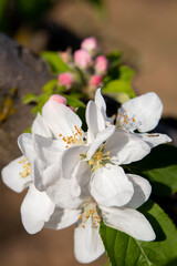 Apple tree blossoms on the branch.