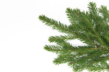 Obraz premium Natural green needles on a fluffy branch of a Christmas tree or pine tree, isolated on a white background. Copyspace.
