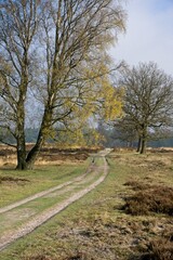 Fototapeta na wymiar National Park Deelerwoud on Veluwe in the Netherlands