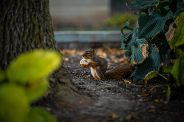 Squirrel eating bread roll