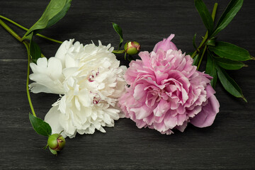 white and pink peony flowers on a wooden background, close-up