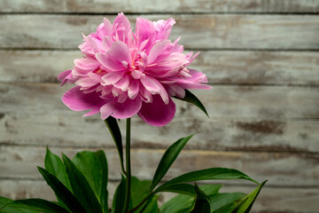 Peony flower on wooden background