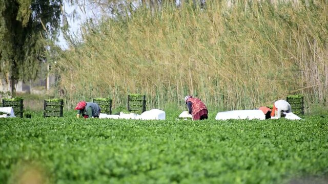 Farmers or farm workers picking up coriander or fennel growing in agricultural plantation during. Organic fenel supply. Group of agriculture worker pick vegetable.