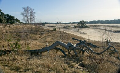 Nature Reserve Hulshorsterzand on the Veluwe in the Netherlands