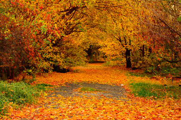 Naklejka premium autumn in the park