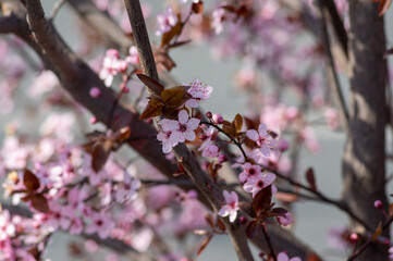 Fototapeta na wymiar Canadian black plum Prunus nigra light pink flowers in bloom, beautiful flowering ornamental shrub with brown red leaves