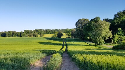 Fototapeta premium tractor lane, trail in green farmland, with trees 