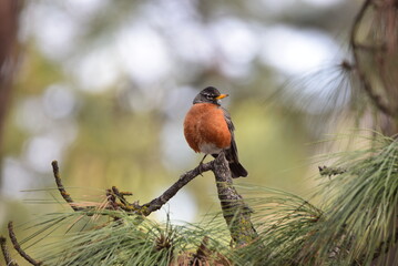American Robin perched on Pine tree limb in woods.