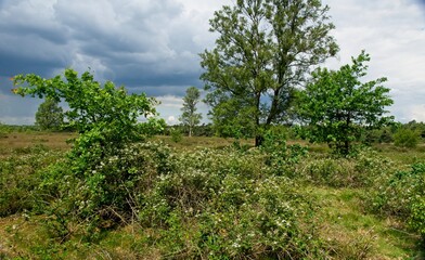 Fototapeta na wymiar Nature reserve Wolfheze heath in the East of the Netherlands