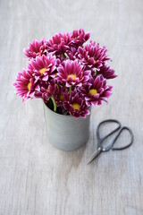 Pink and yellow Spring flowers in tin can with scissors.