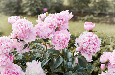 Common Garden Peony (Chinese Peony) (Paeonia lactiflora), 'Monsieur Jules Elie' shrub blooming in early summer with pink flowers