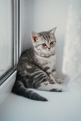 Small scottish tabby kitten sits on the windowsill and looks down