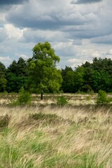 Fototapeta na wymiar Nature reserve Wolfheze heath in the East of the Netherlands