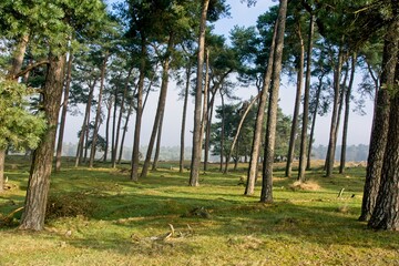 Pine forest in National Park Deelerwoud on Veluwe in the Netherlands