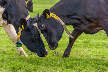 Two cows head to head in a fight against each other in a pasture