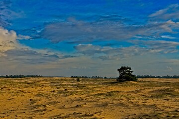 Obraz na płótnie Canvas Sand dunes in National Park de Hoge Veluwe in the Netherlands