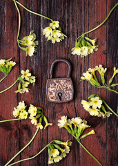 Old rusty padlock around spring wild yellow cowslip flowers on a rustic wooden background. (Primula veris)