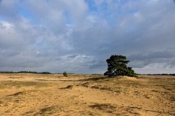 Fototapeta na wymiar Sand dunes in National Park de Hoge Veluwe in the Netherlands