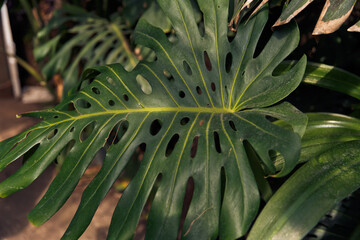 Green flower leaf background.