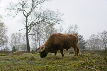 Scottish Highlander cow in National Park Deelerwoud on Veluwe in the Netherlands