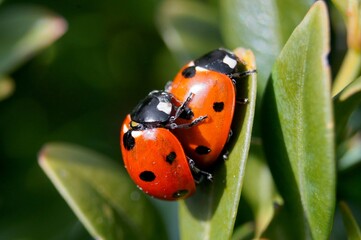 Two ladybirds on a leaf with soft focus natural background