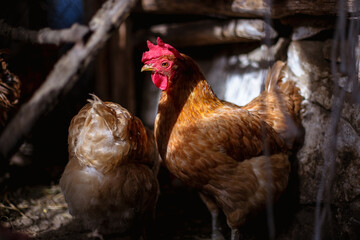 Chickens on the farm. Toned, style, color photo.