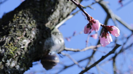 pink unblown buds of peach tree flowers close-up against the background of a blurred trunk with textural growths and a large snail, a fragment of a fruit tree in a spring garden