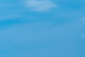 birds flying in the sky
