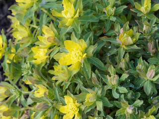 (Euphorbia polychroma) Floraison printanière en touffe arrondie d'euphorbes polychromes ou...